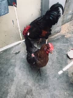 selling rooster and hen in good health.