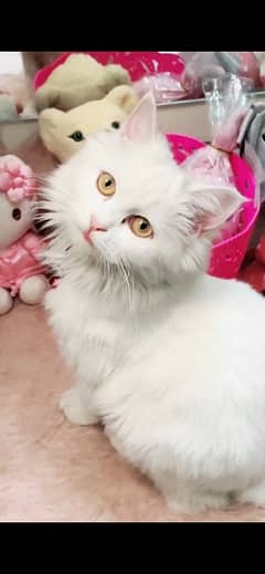 female persian cat