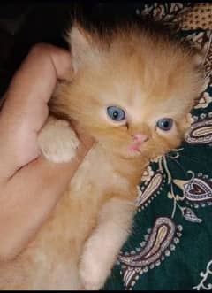 Persian kitten loving and active 0