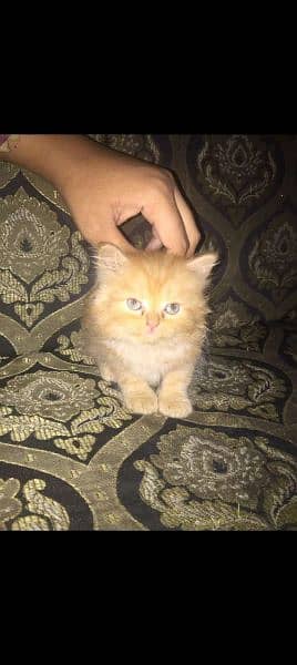 Persian kitten loving and active 3