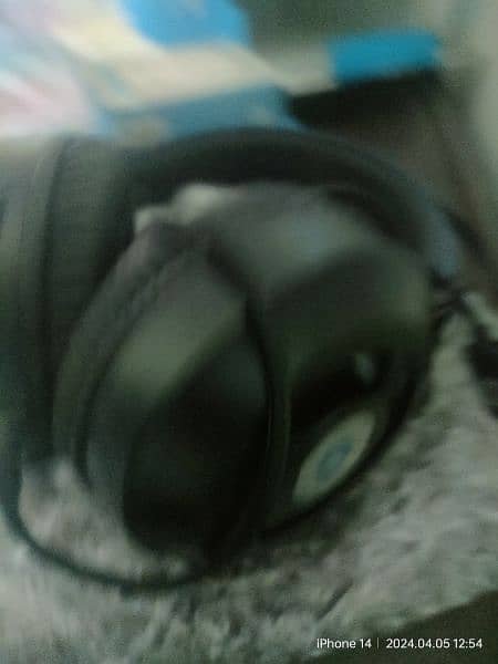 Brand new Hp headset with Hp wireless mouse for xale 1