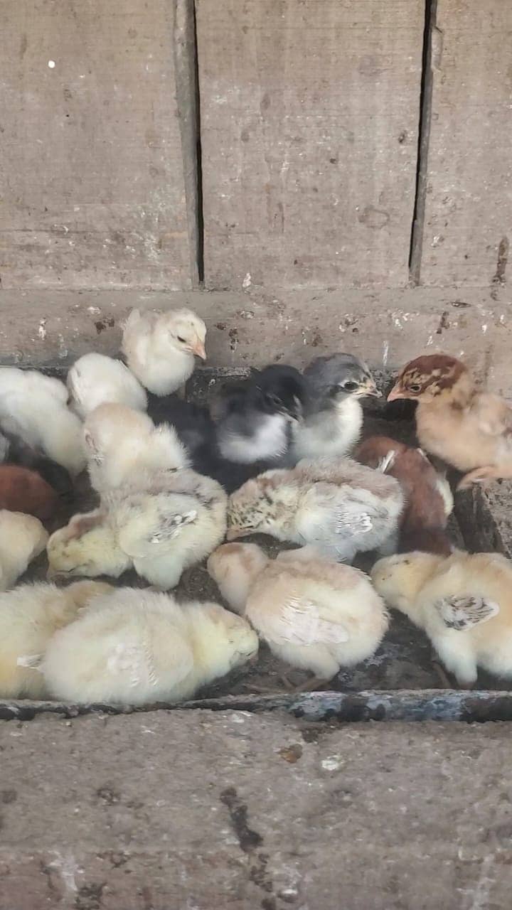 Aseel Chicks For Sale 2