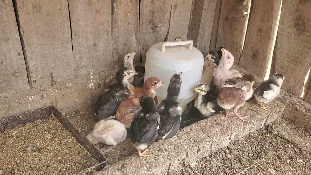 Aseel Chicks For Sale 4