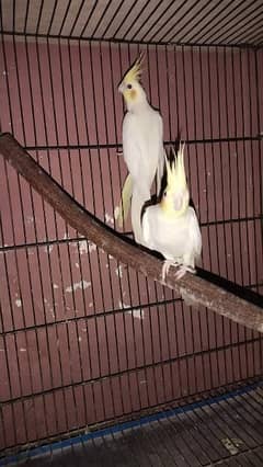 1 breeder cocktail pair for sale
