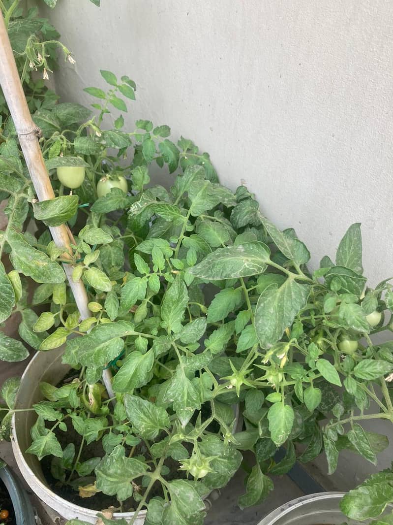 Plants for Sale / Home Gardening (Tomato, Chilli, Strawberry, etc) 3