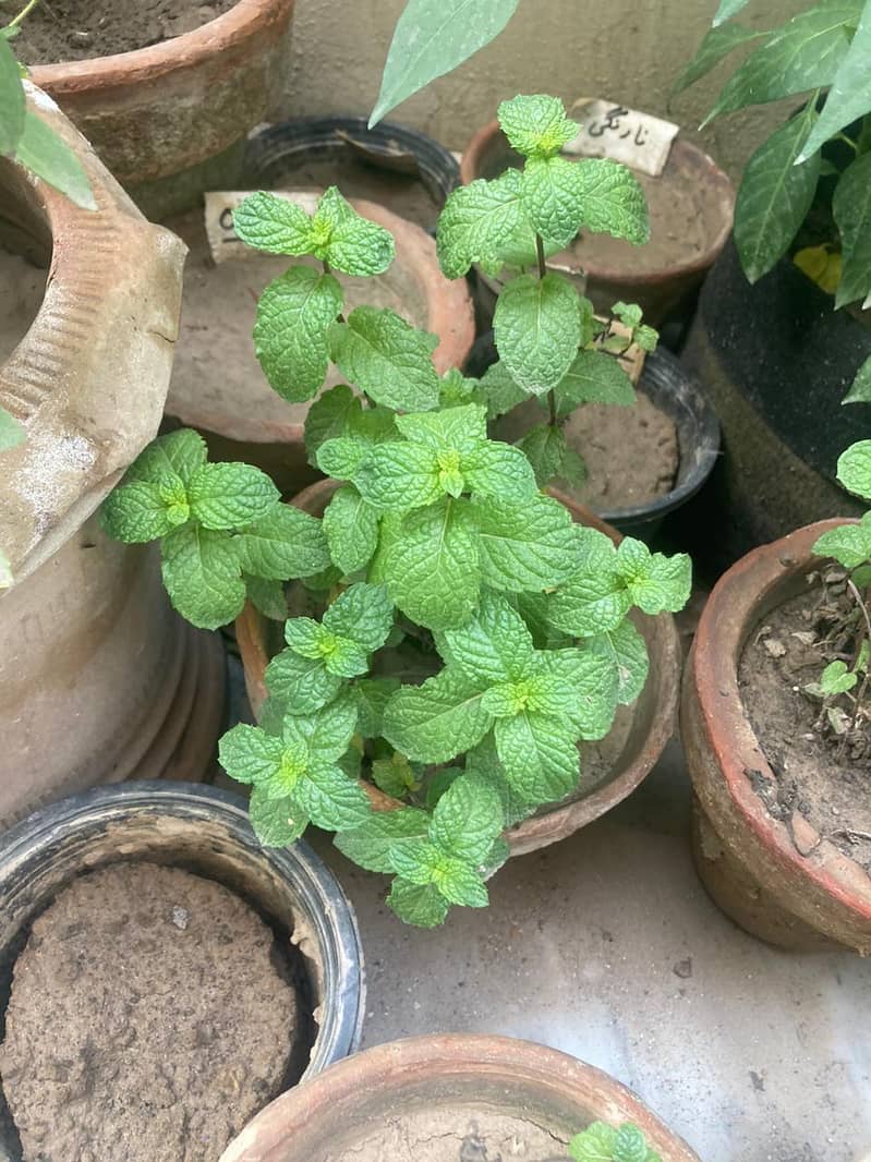 Plants for Sale / Home Gardening (Tomato, Chilli, Strawberry, etc) 7