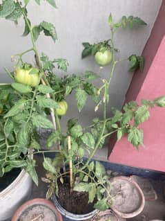 Plants for Sale / Home Gardening (Tomato, Chilli, Strawberry, etc)