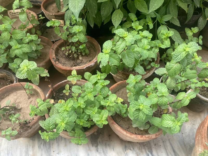 Plants for Sale / Home Gardening (Tomato, Chilli, Strawberry, etc) 5