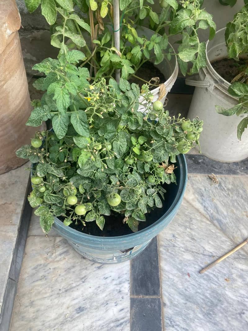 Plants for Sale / Home Gardening (Tomato, Chilli, Strawberry, etc) 1