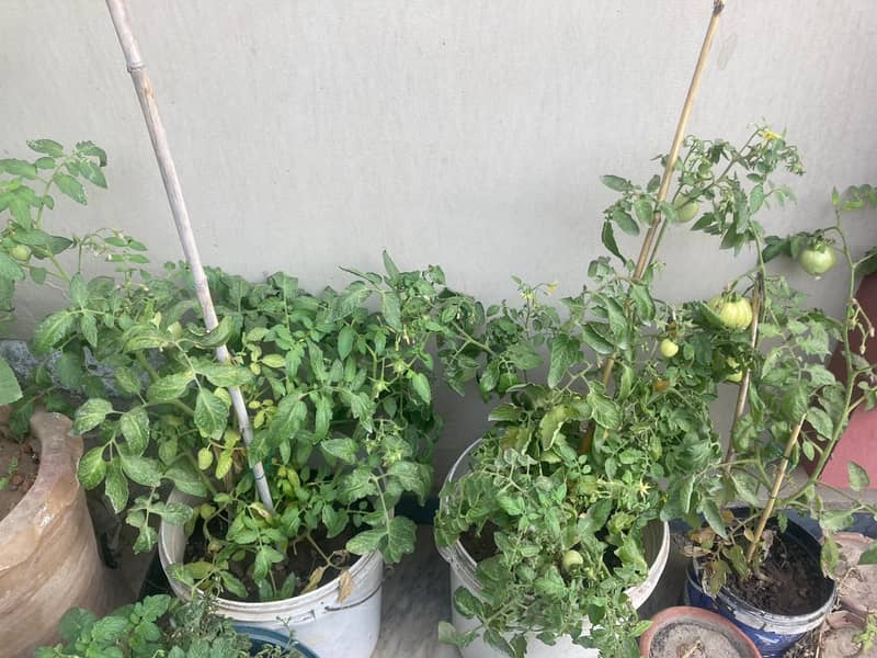 Plants for Sale / Home Gardening (Tomato, Chilli, Strawberry, etc) 2