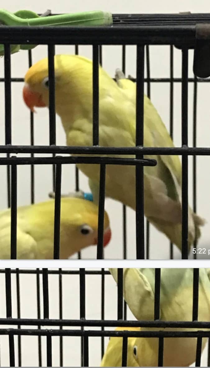 Love birds for sale at reasonable prices 2
