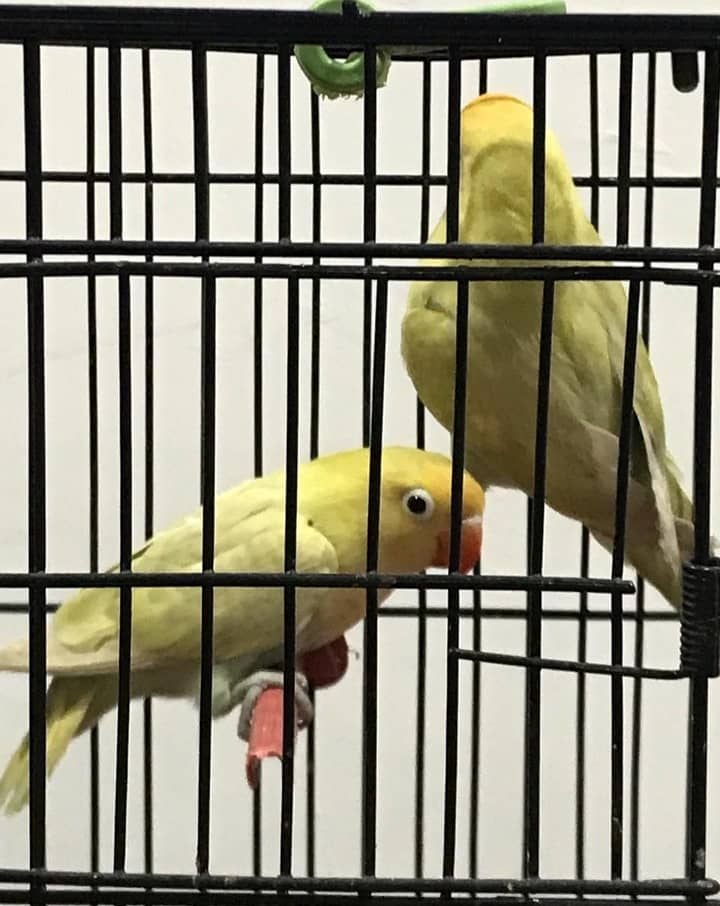 Love birds for sale at reasonable prices 3