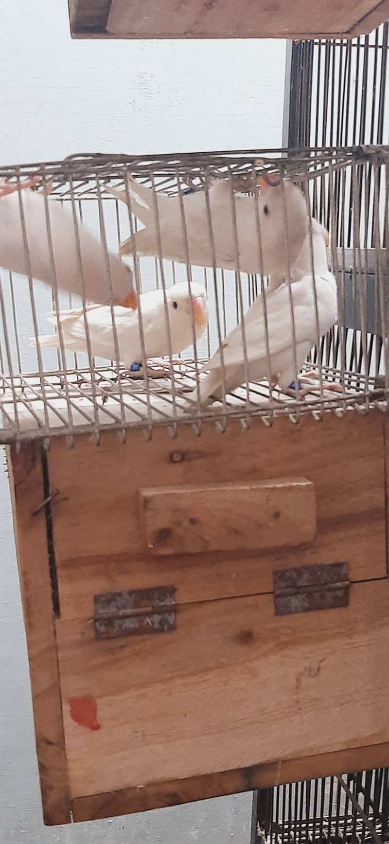 Love birds for sale at reasonable prices 4