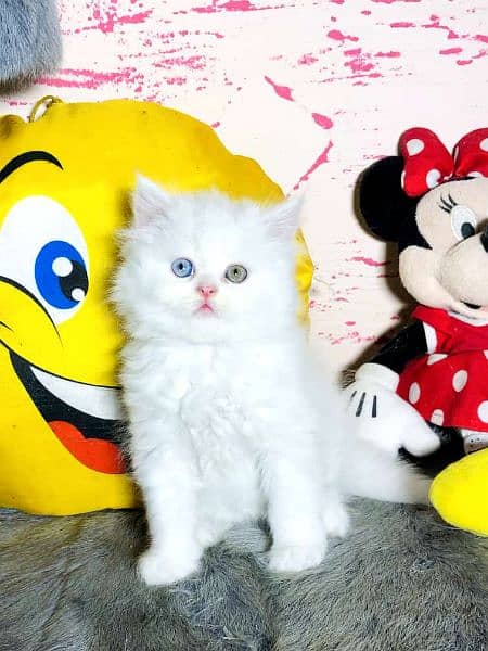 odd eyes white Persian kitten| Triple Coat|semi punch Face Persian cat 3