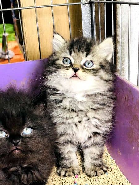 odd eyes white Persian kitten| Triple Coat|semi punch Face Persian cat 4