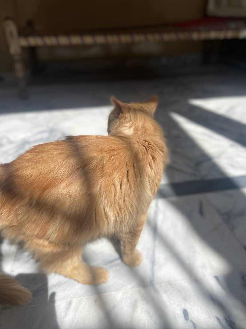 Persian Cat 9