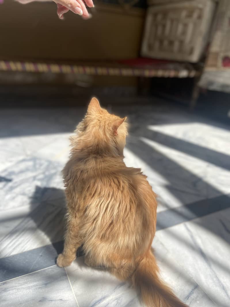 Persian Cat 14