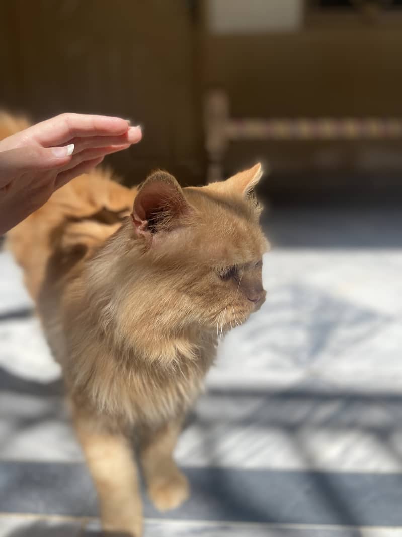Persian Cat 17