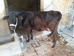 cross breed cow for sale with male baby