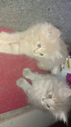 Persian triple coated kittens for sale 0