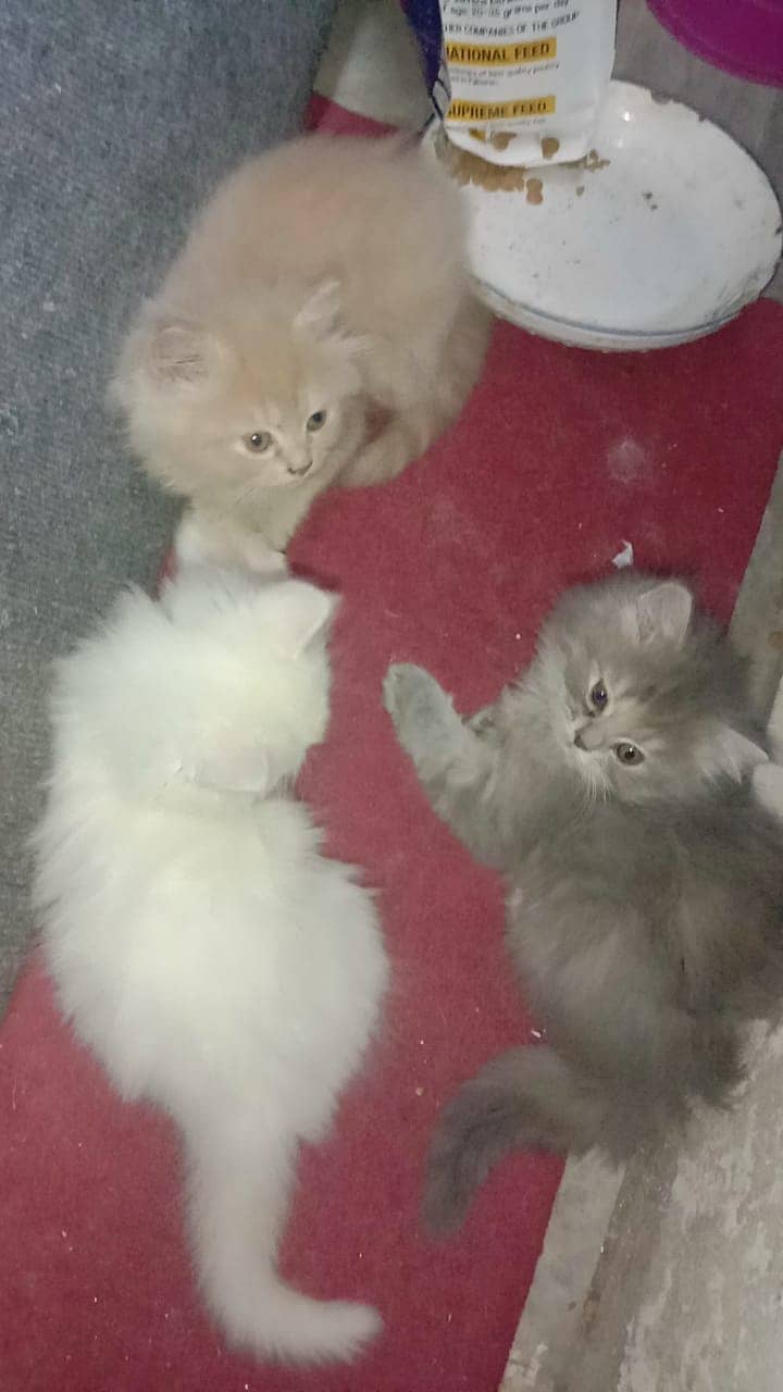 Persian triple coated kittens for sale 2