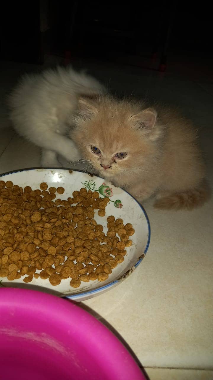 Persian triple coated kittens for sale 5