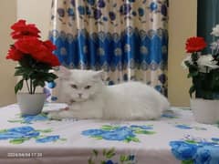 Russian Cat, White Colour
