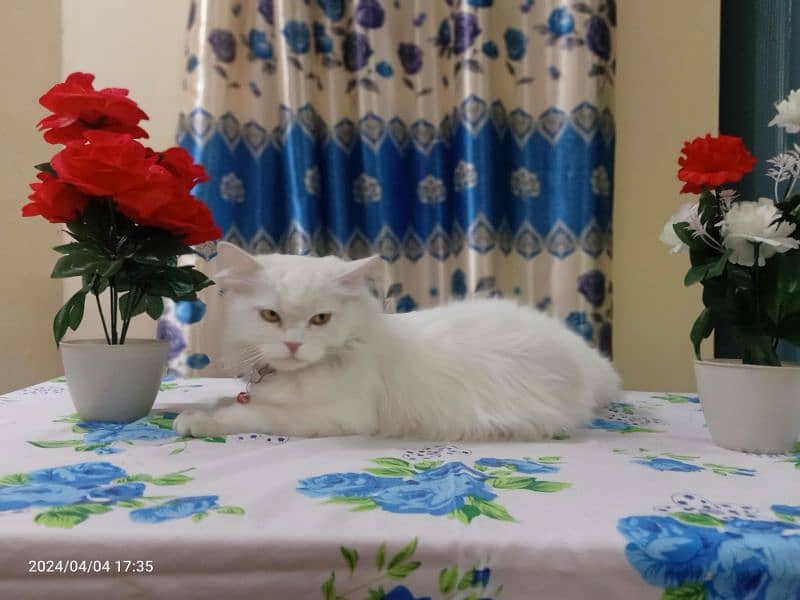 Russian Cat, White Colour 0