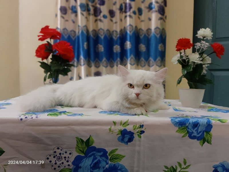Russian Cat, White Colour 1
