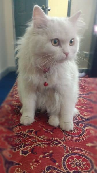 Russian Cat, White Colour 2