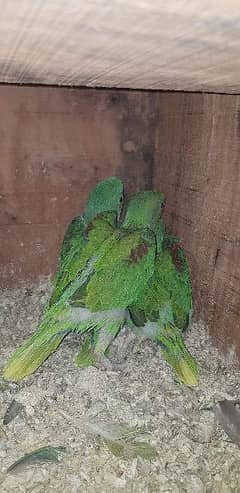 Raw Parrot chick for sale 35 days 0