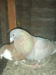 Fancy Pigeon 0