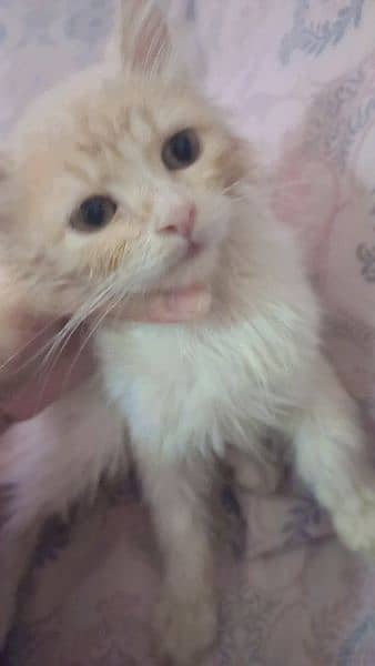 7 months old kitten  for urgent sale 3