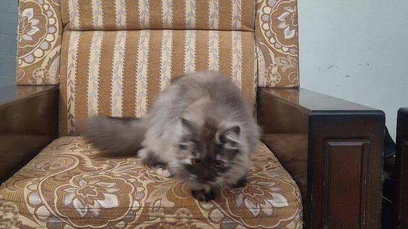 Vaccinated, Dewormed 6.5 moths persian cat for sale 0