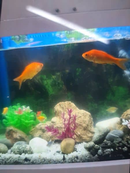 Aquarium for sale with 8 fishes and all setup 2
