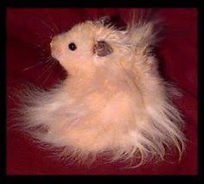 long coat hamster babies available 7k pair 2