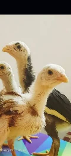 King O Shamoo chicks 1 month oldVaccinated & healthy