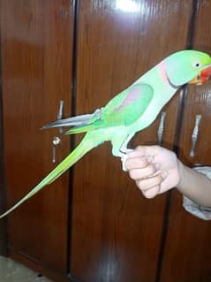 green parrot ringneck 0