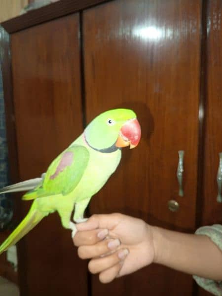 green parrot ringneck 1