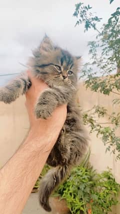 Persian kitten fluffy High quality 0