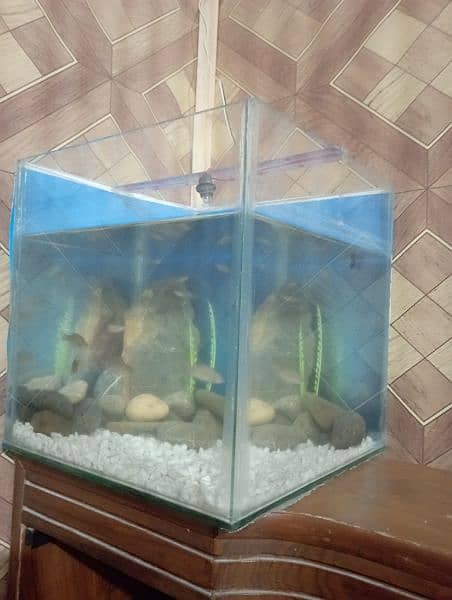 aquarium foot by foot with stones and fish sale 1