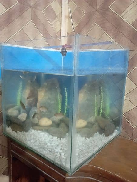 aquarium foot by foot with stones and fish sale 3