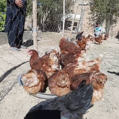 lohman brown hens contact (03009890606)(03003906944)