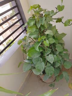 Money plant with pot