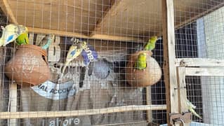 Australian Parrot For Sale with Cage