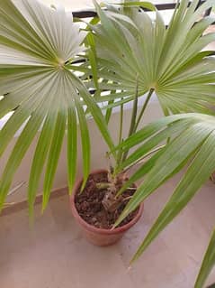 palm tree with pot