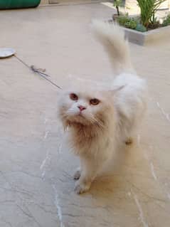 Male cat, Persian male,