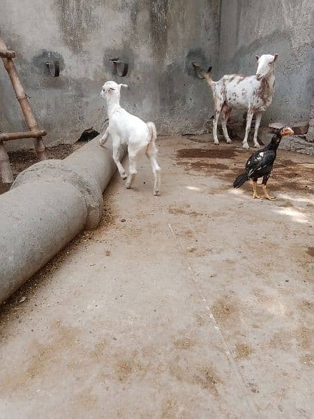 goat with kids male age 1.5 month  goat 6 Teeth 0