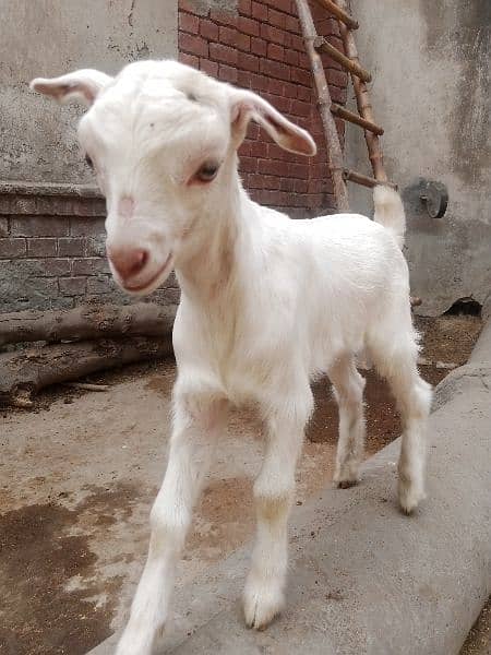 goat with kids male age 1.5 month  goat 6 Teeth 1