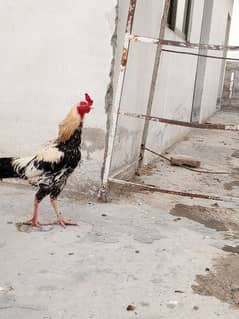 Aseel roosters and hens for sale